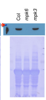 western blot using Agrisera anti-MPK6 antibodies